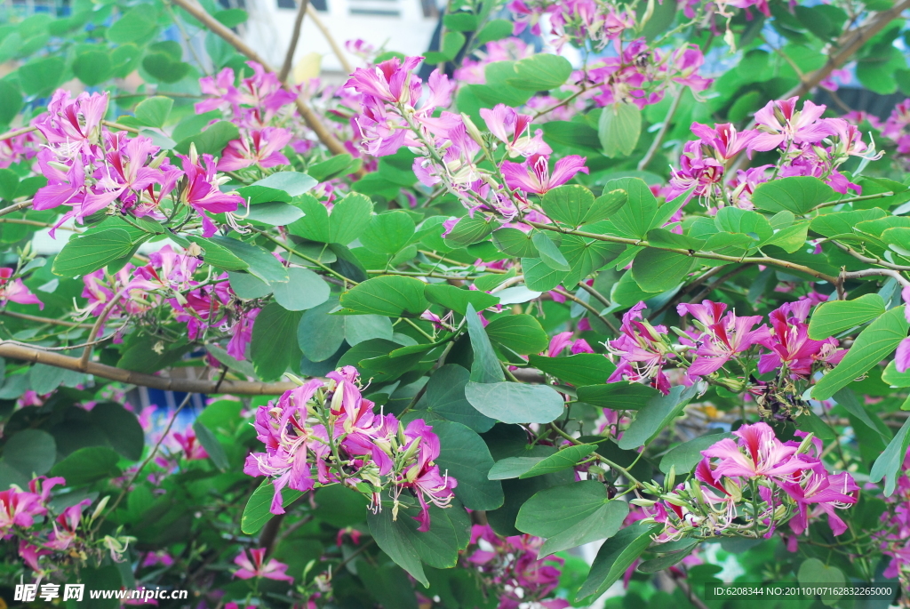 花 紫荆花 紫荆