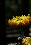 菊之花蕾