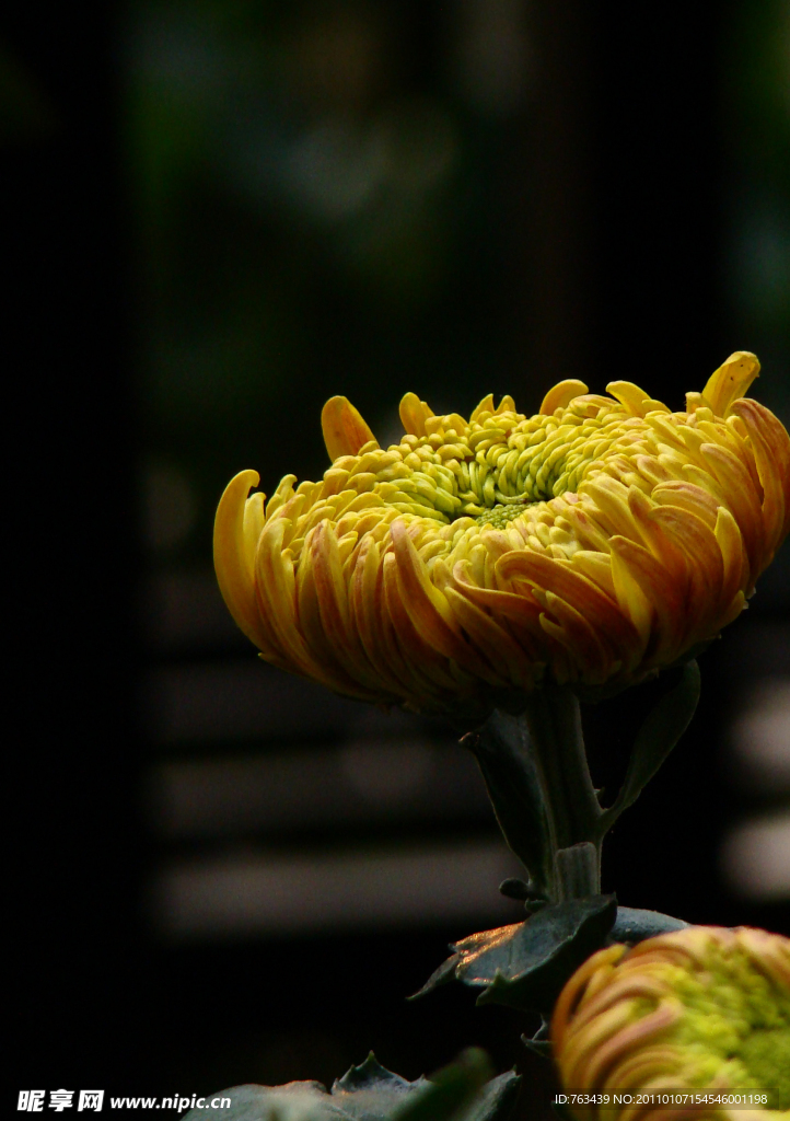 菊之花蕾