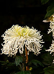 白菊花