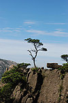 山上的松树