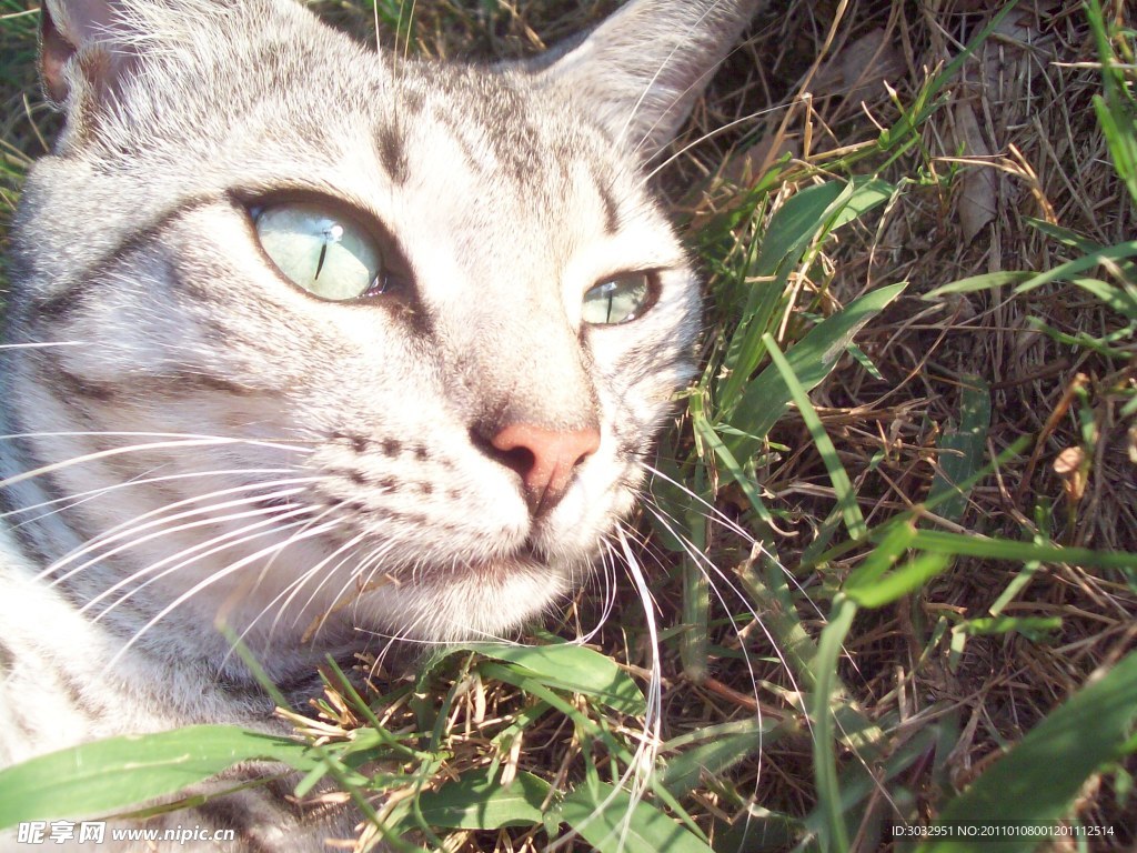 小猫