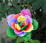 七彩花