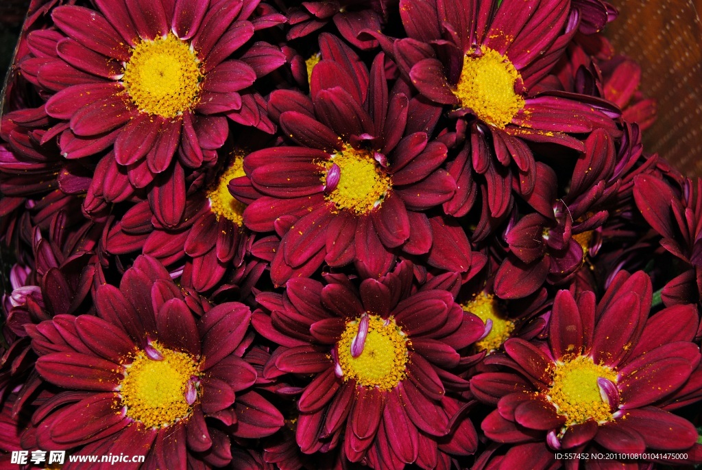 菊花