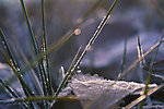 冬季霜雪中的小草
