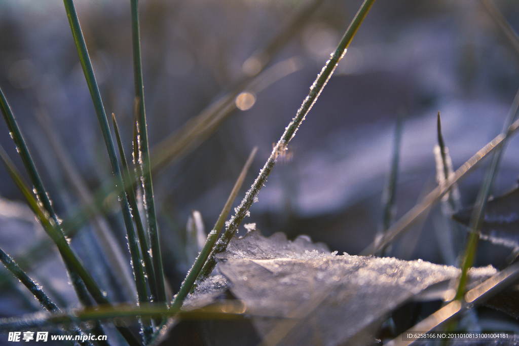 冬季霜雪中的小草