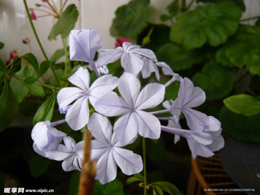 紫色绣球花