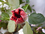 芙蓉花
