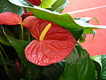 红掌花