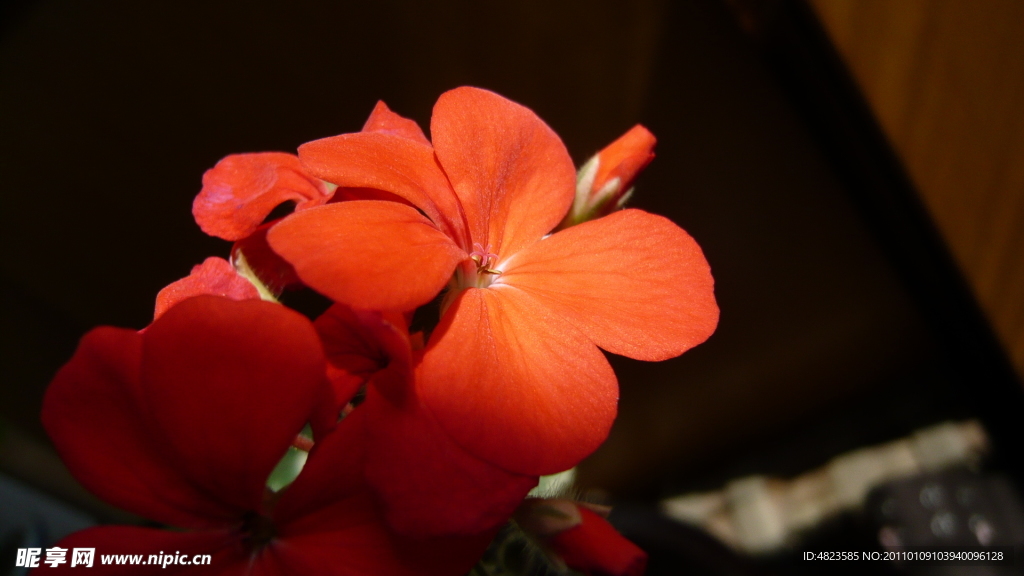 绣球花