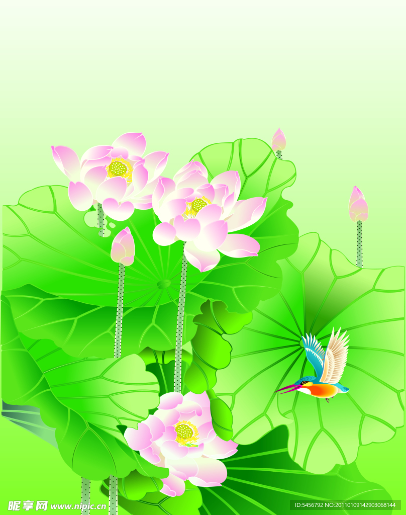 清新荷花