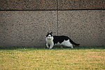 室外的小猫