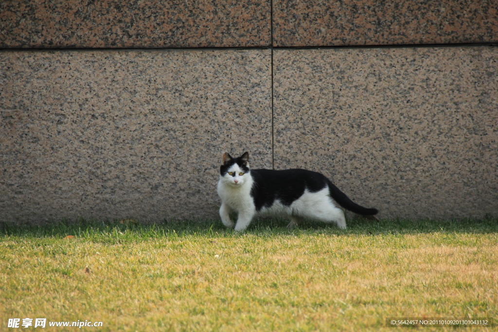 室外的小猫