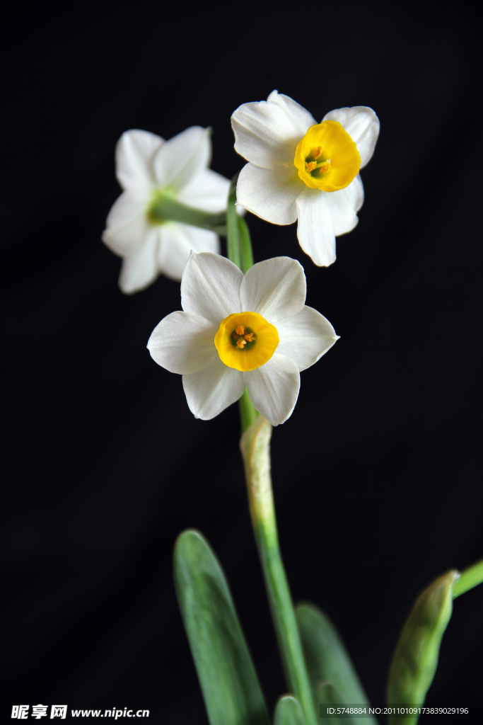 水仙花