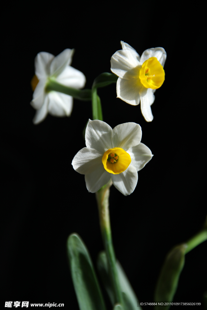 水仙花