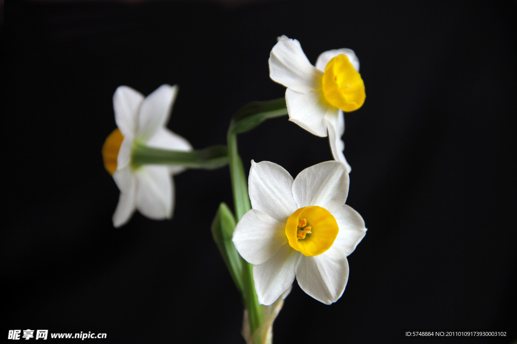 水仙花