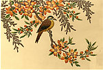 花枝鸟