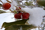 风雪中红枣