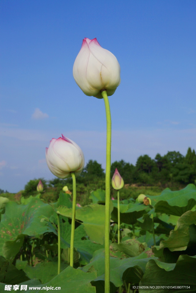 荷花