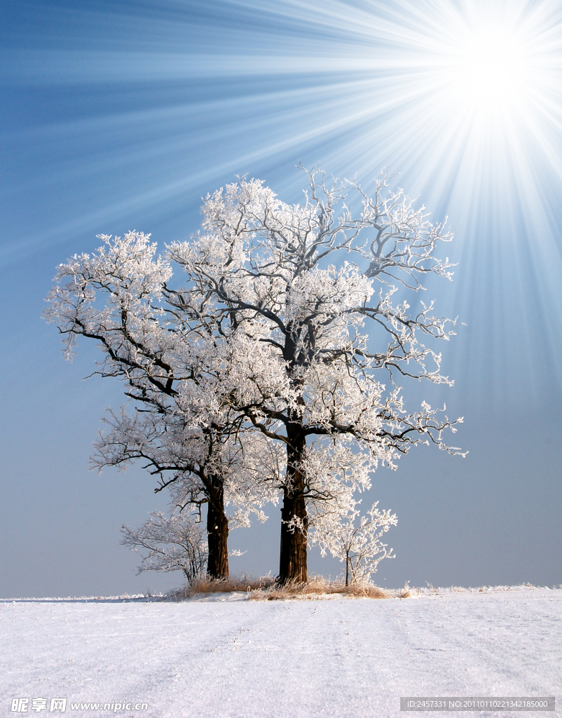 冬季原野树木树枝雪景