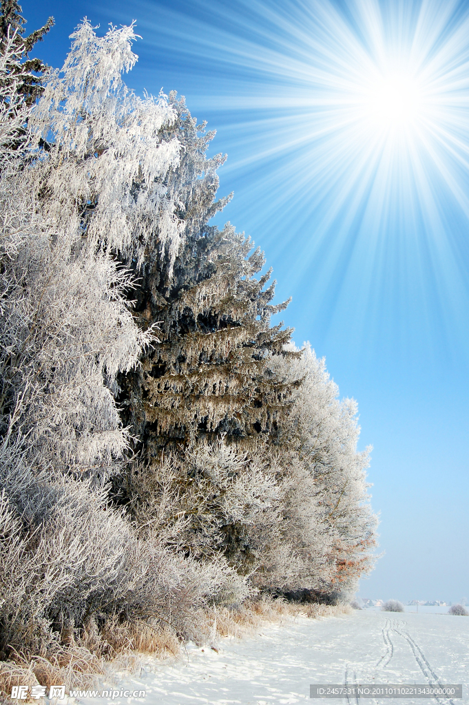 冬季原野树林雪景