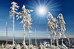 冬季树木树枝雪景