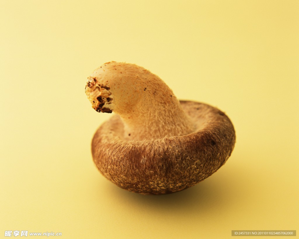 蘑菇