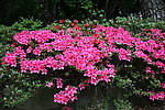 杜鹃花