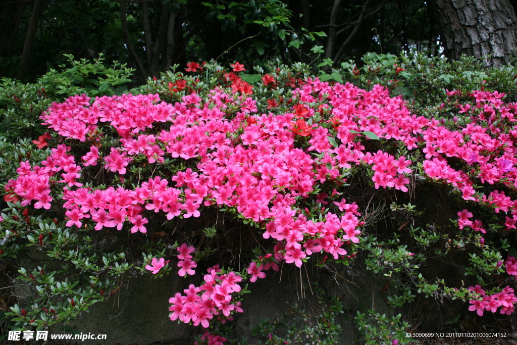 杜鹃花