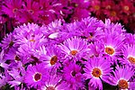 紫色菊花