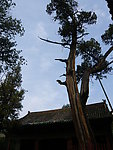 大树