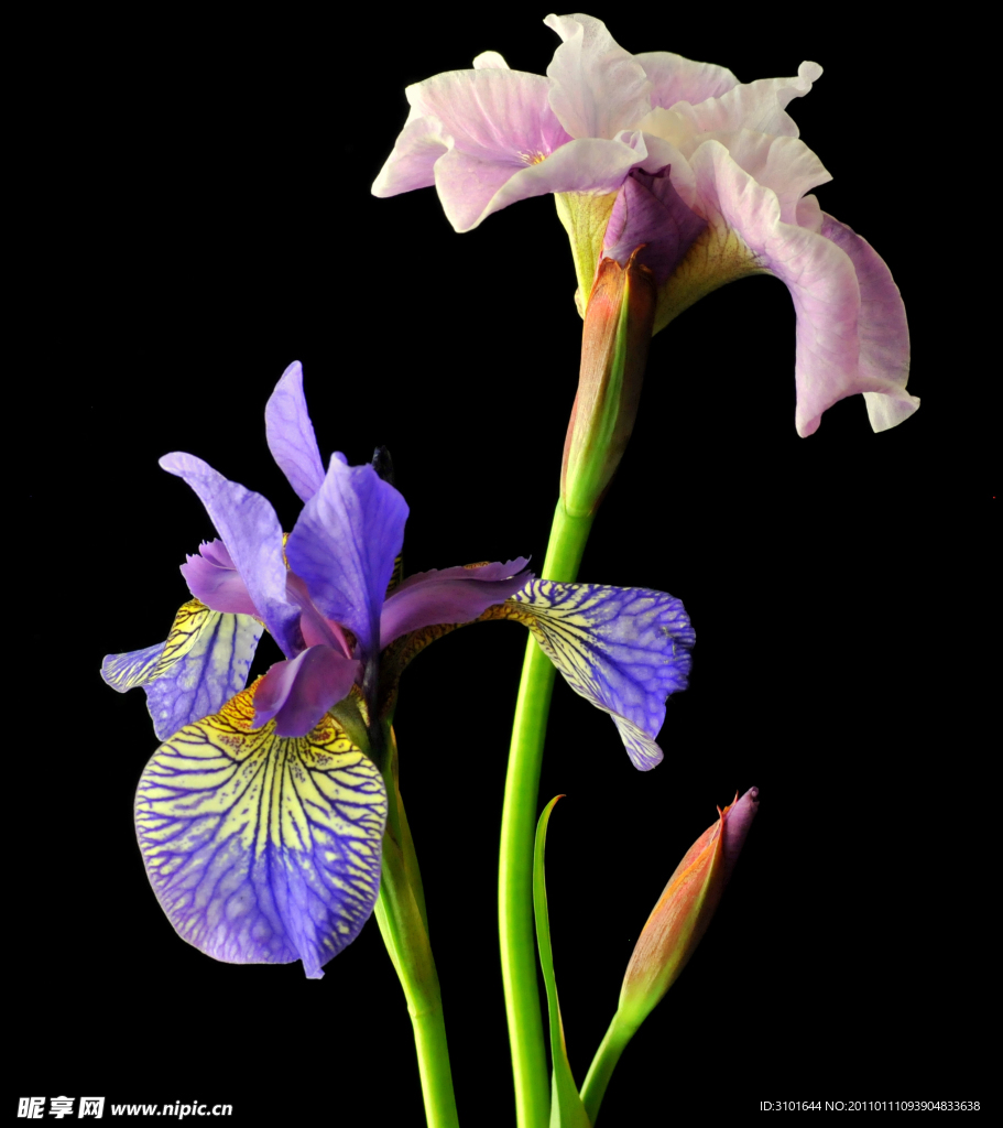 鸢尾花