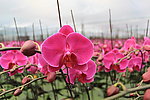 蝴蝶兰 火鸟