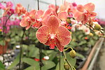 蝴蝶兰 花公主