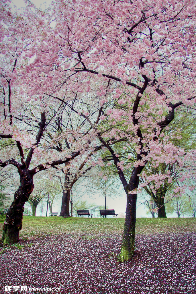 樱花