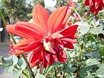 大丽花