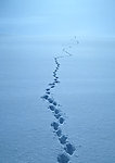 雪路 脚印