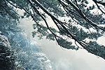庐山雪松