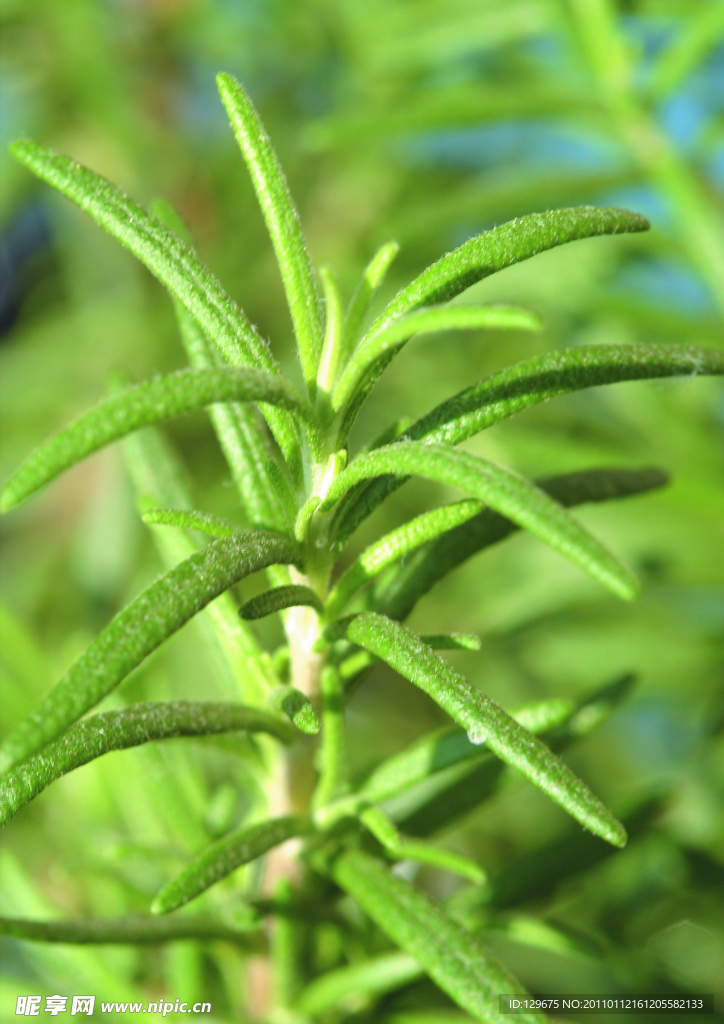 绿草