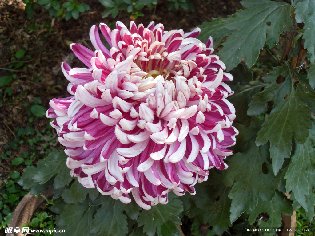 菊花