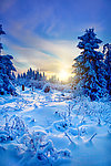 冬季树木树枝雪景