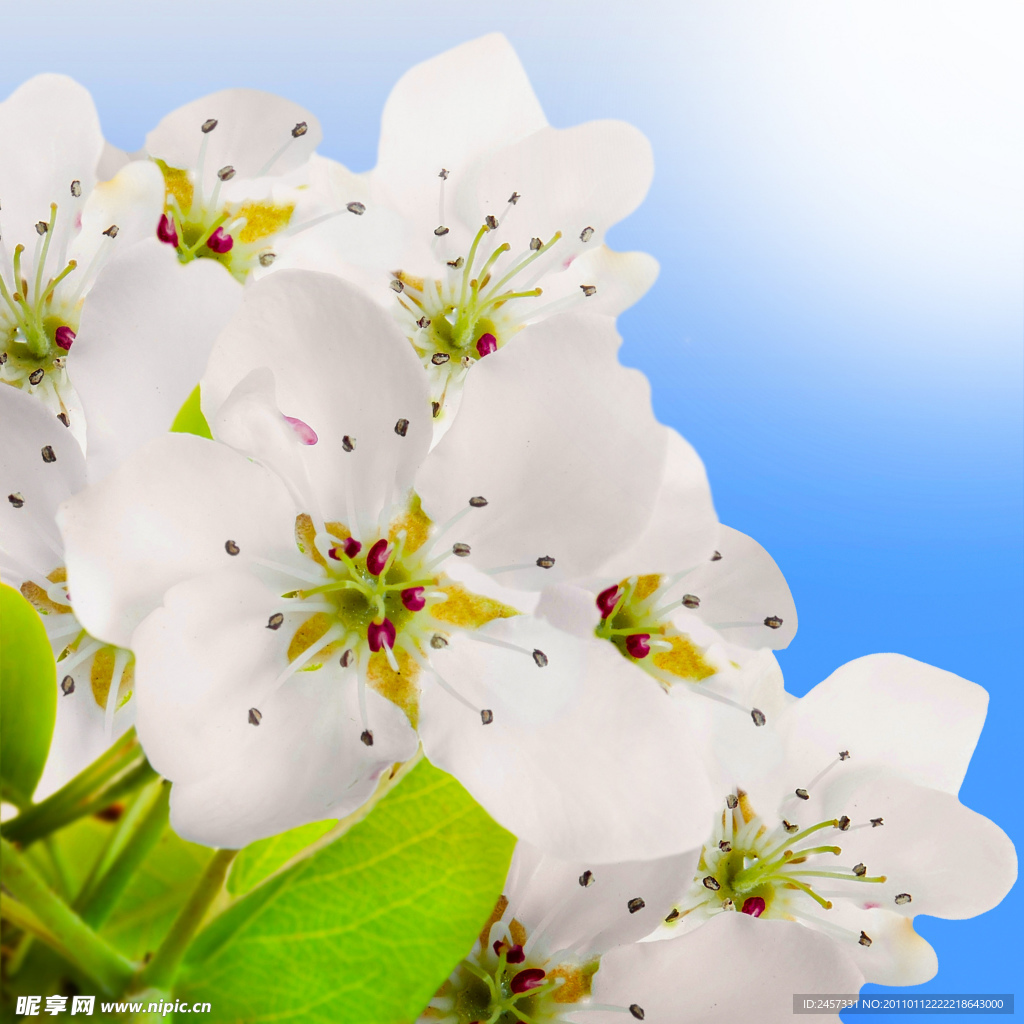 白色樱花