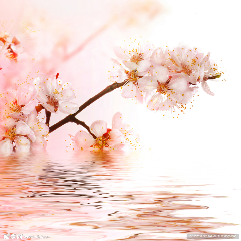 湖水上空的粉色樱花