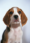 比格犬