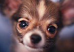 吉娃娃犬