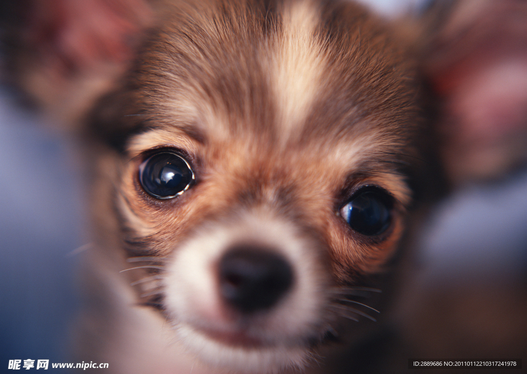 吉娃娃犬