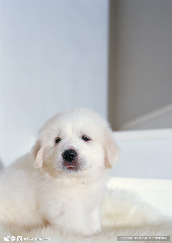 大白熊犬
