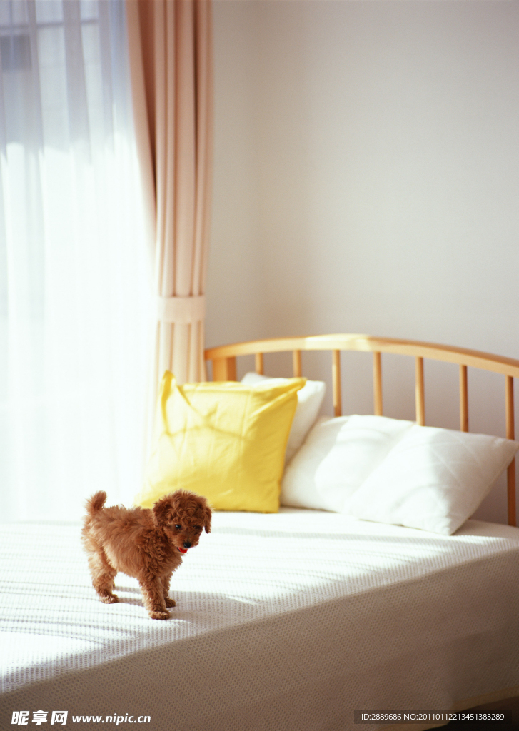贵宾犬