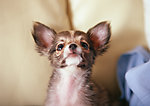 吉娃娃犬