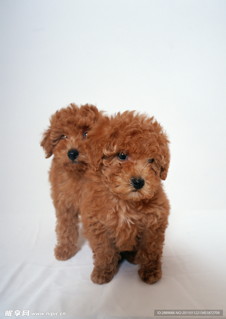 贵宾犬